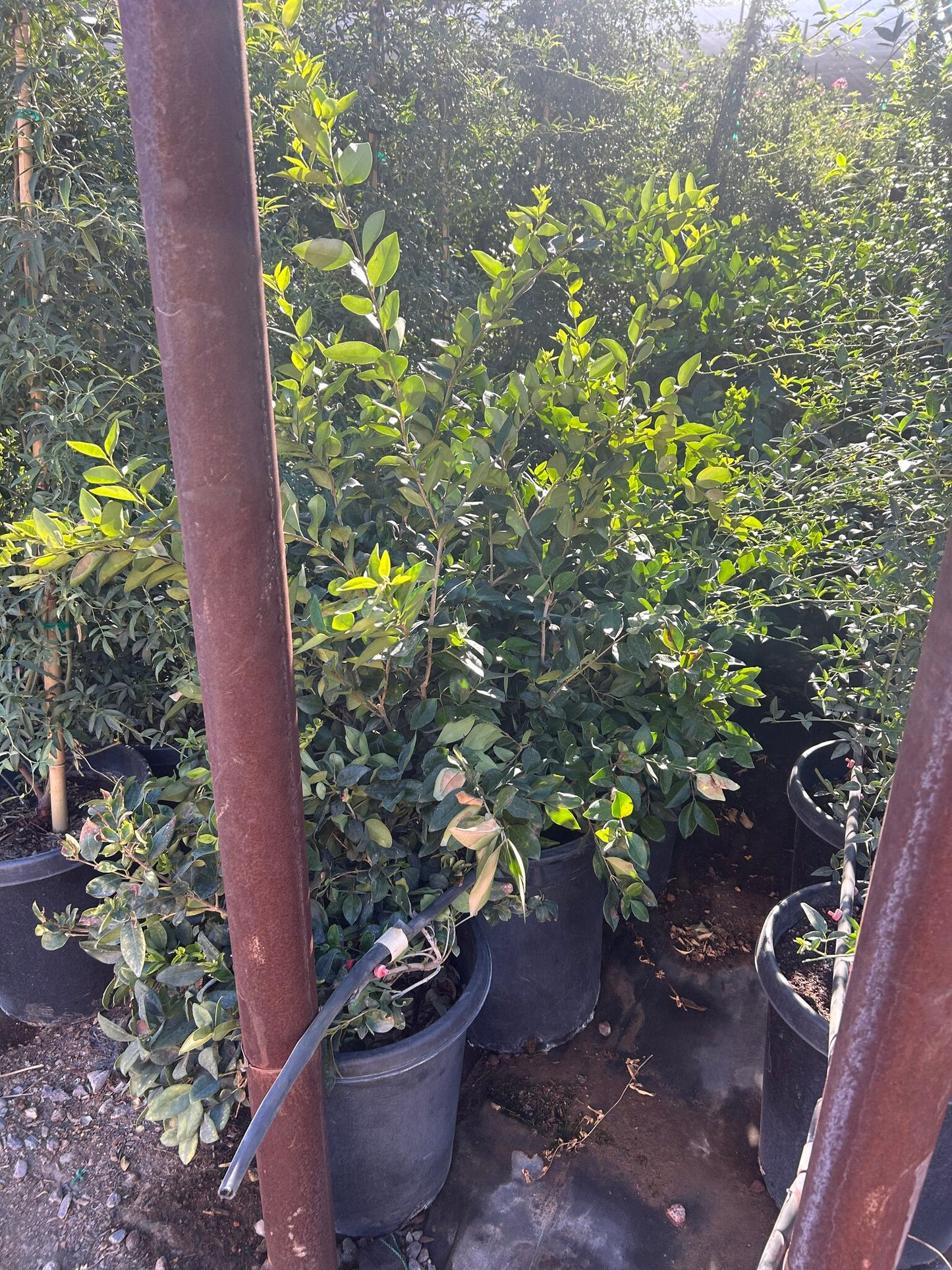 Wax Leaf Privet Bush