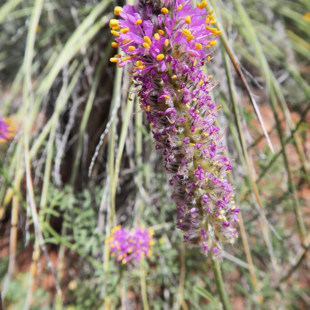 Trailing Indigo (Dalea greggii) close-up of purple bloom spike in desert landscape — Phoenix, AZ
