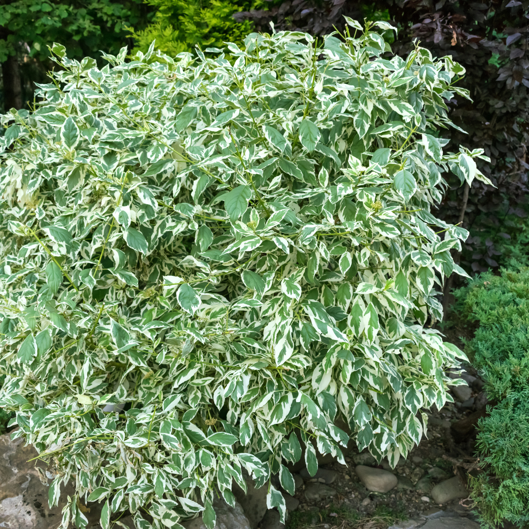 Weeping Fig (Ficus benjamina) lush evergreen canopy with glossy green leaves — Phoenix, AZ