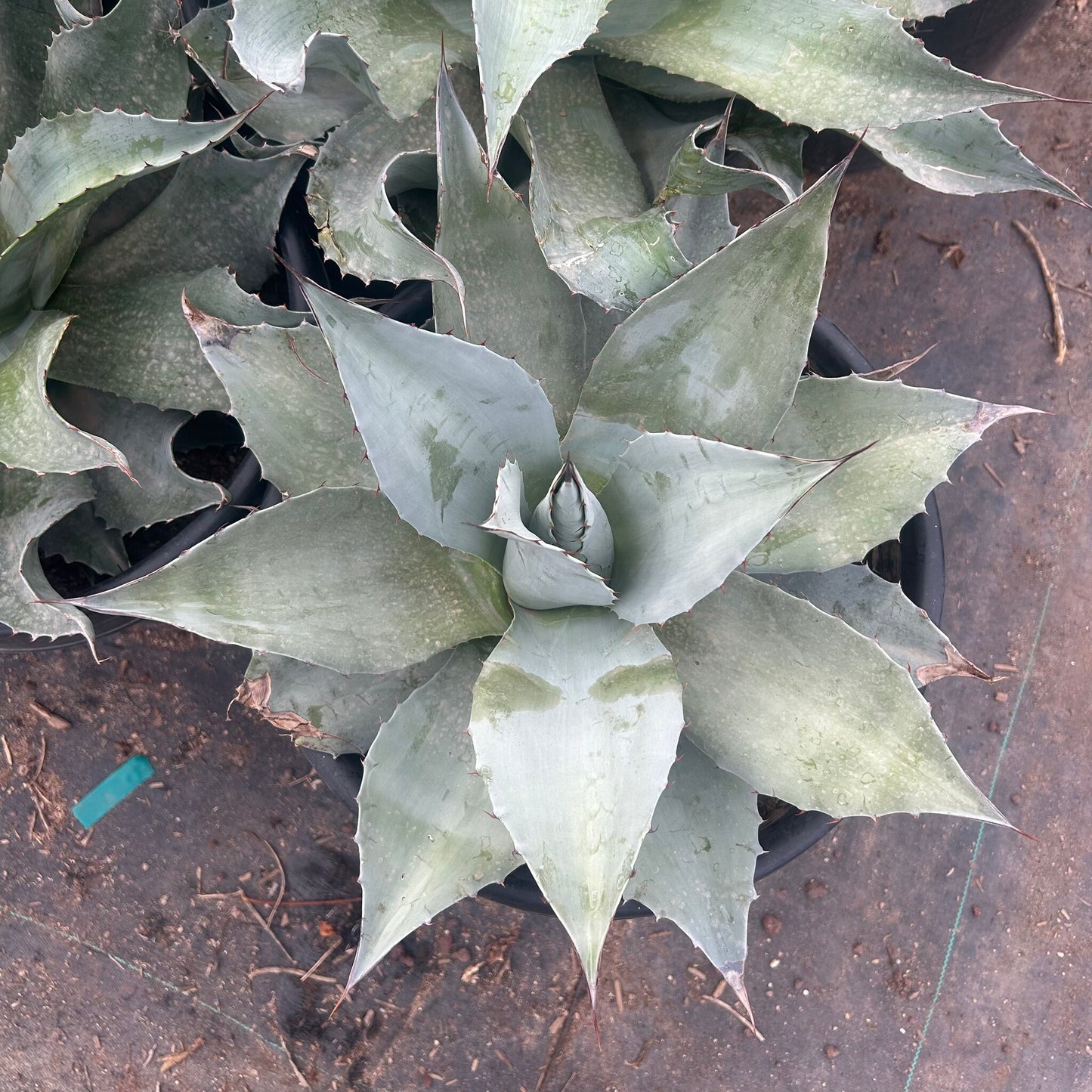 Whale's Tongue Agave