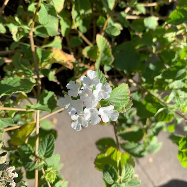 White Trailing Lantana sprawling groundcover with small white flower cluster amid dense green textured foliage