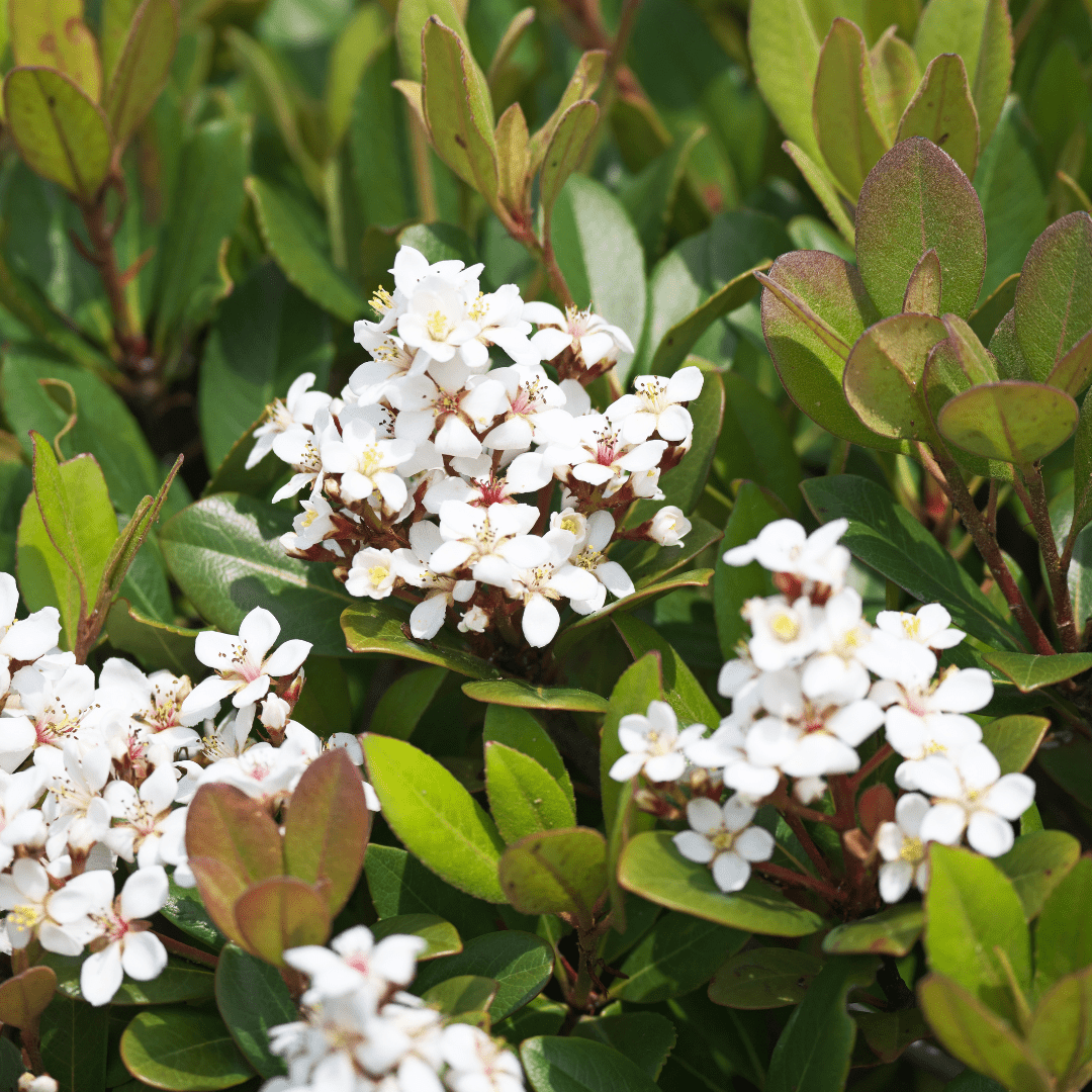 White Indian Hawthorne (Rhaphiolepis indica) flowering shrub with white bloom clusters — Phoenix, AZ