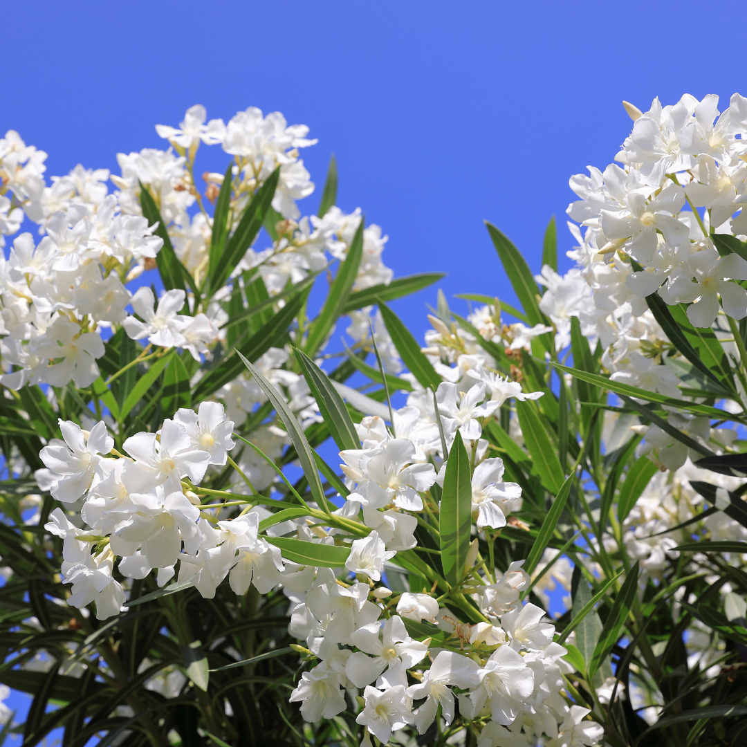White Oleander Tree (Nerium oleander) in bloom with pure white flowers against blue sky — Phoenix, AZ