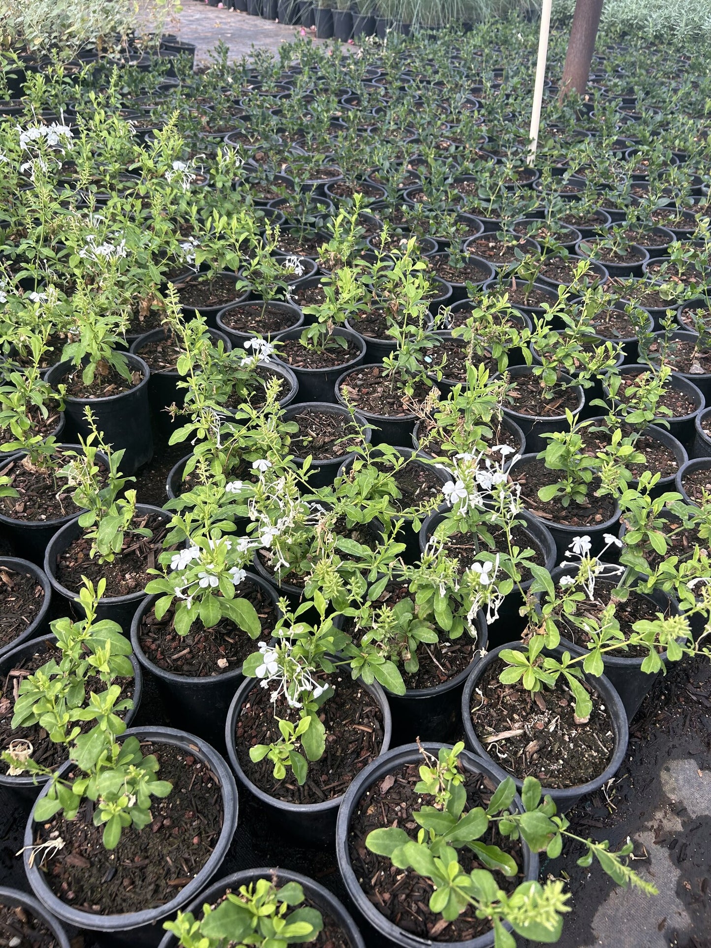 White Cape Plumbago 1 Gallon