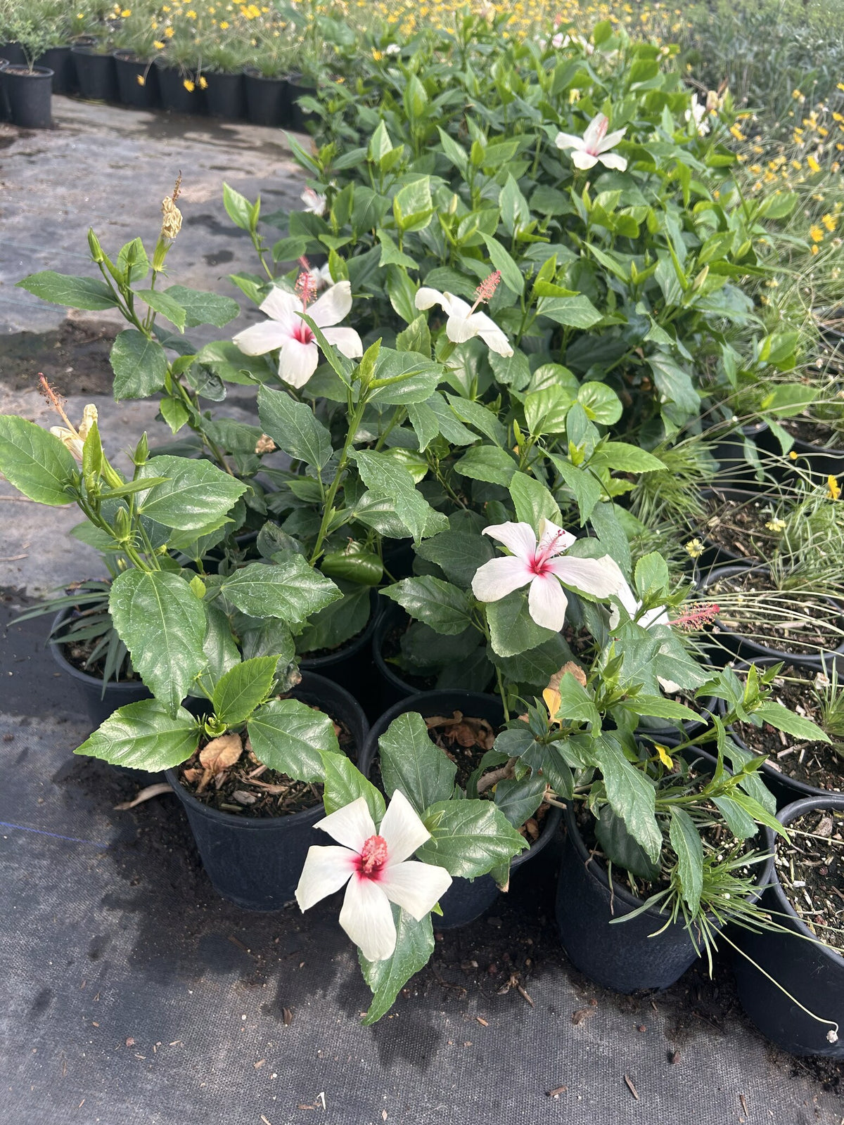White Hibiscus 1 Gallon