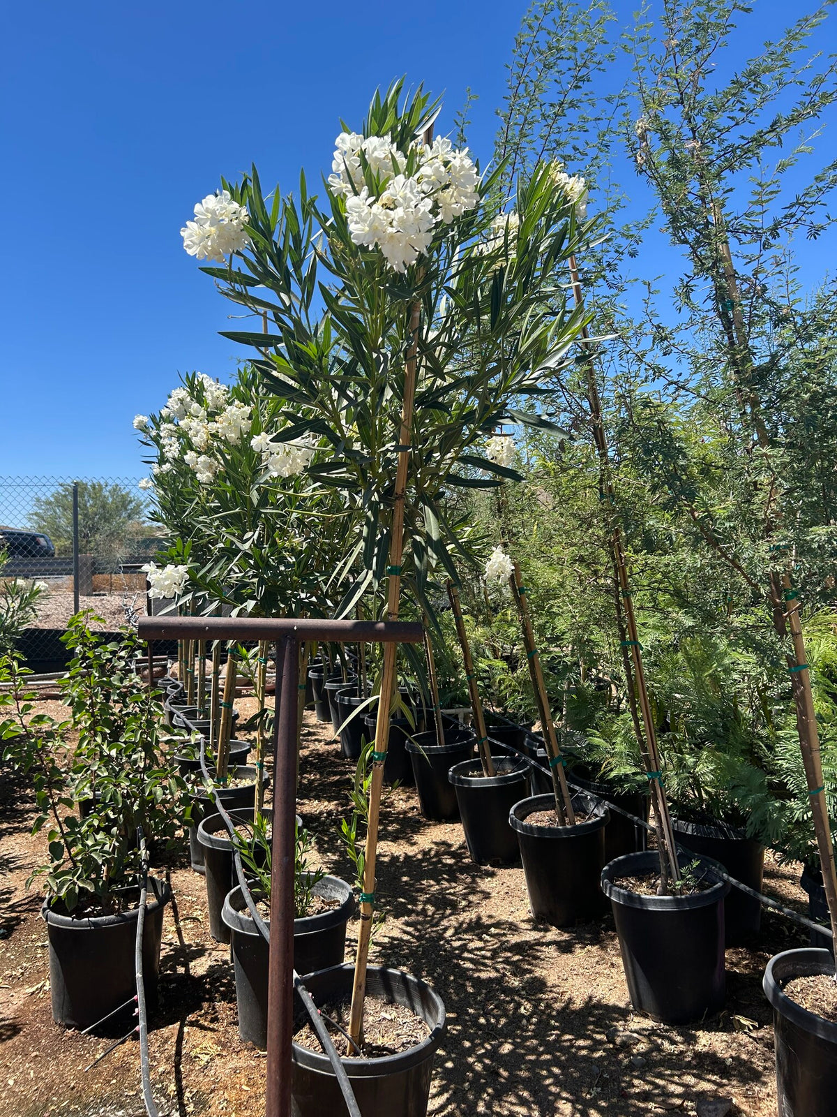 White Oleander Tree - 10/15 Gallon