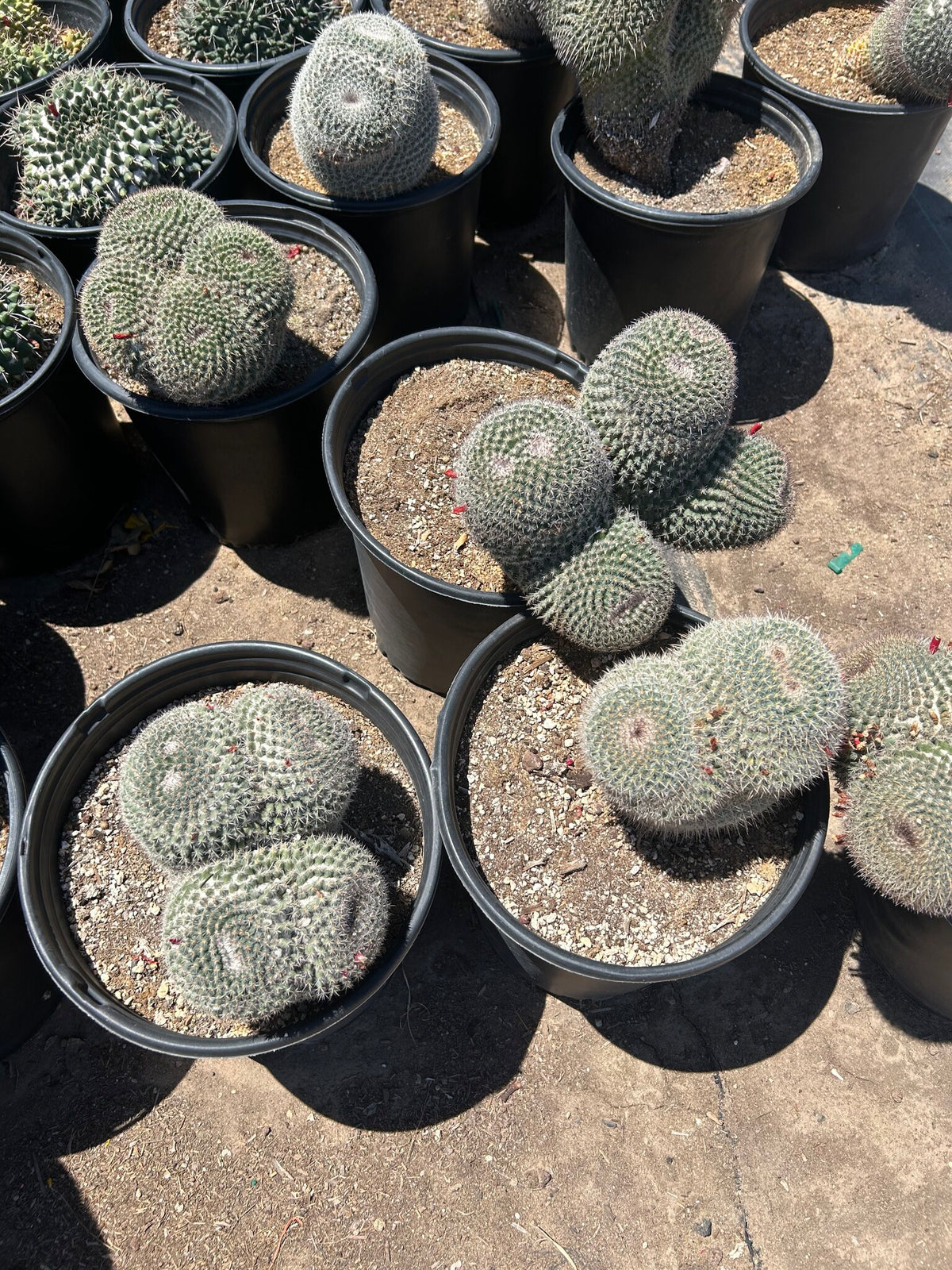 White Owl's Eyes - 3/5 Gallon