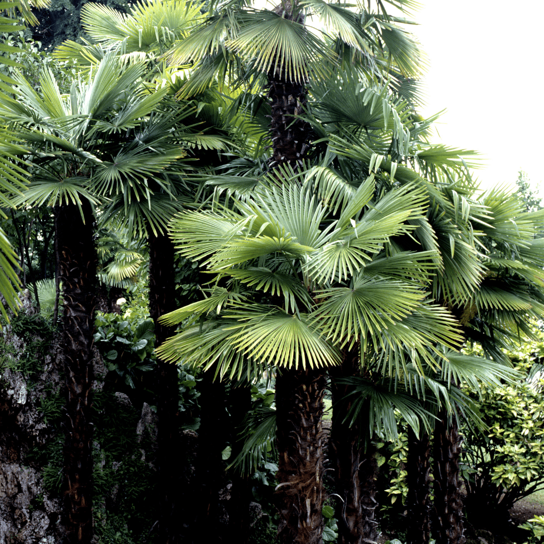 Windmill Palm (Trachycarpus fortunei) with fan-shaped fronds and hairy trunk in tropical landscape — Phoenix, AZ