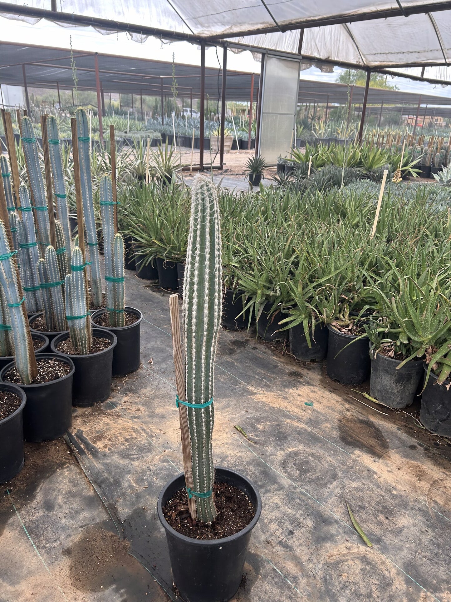 Wooly Torch - 3/5 Gallon