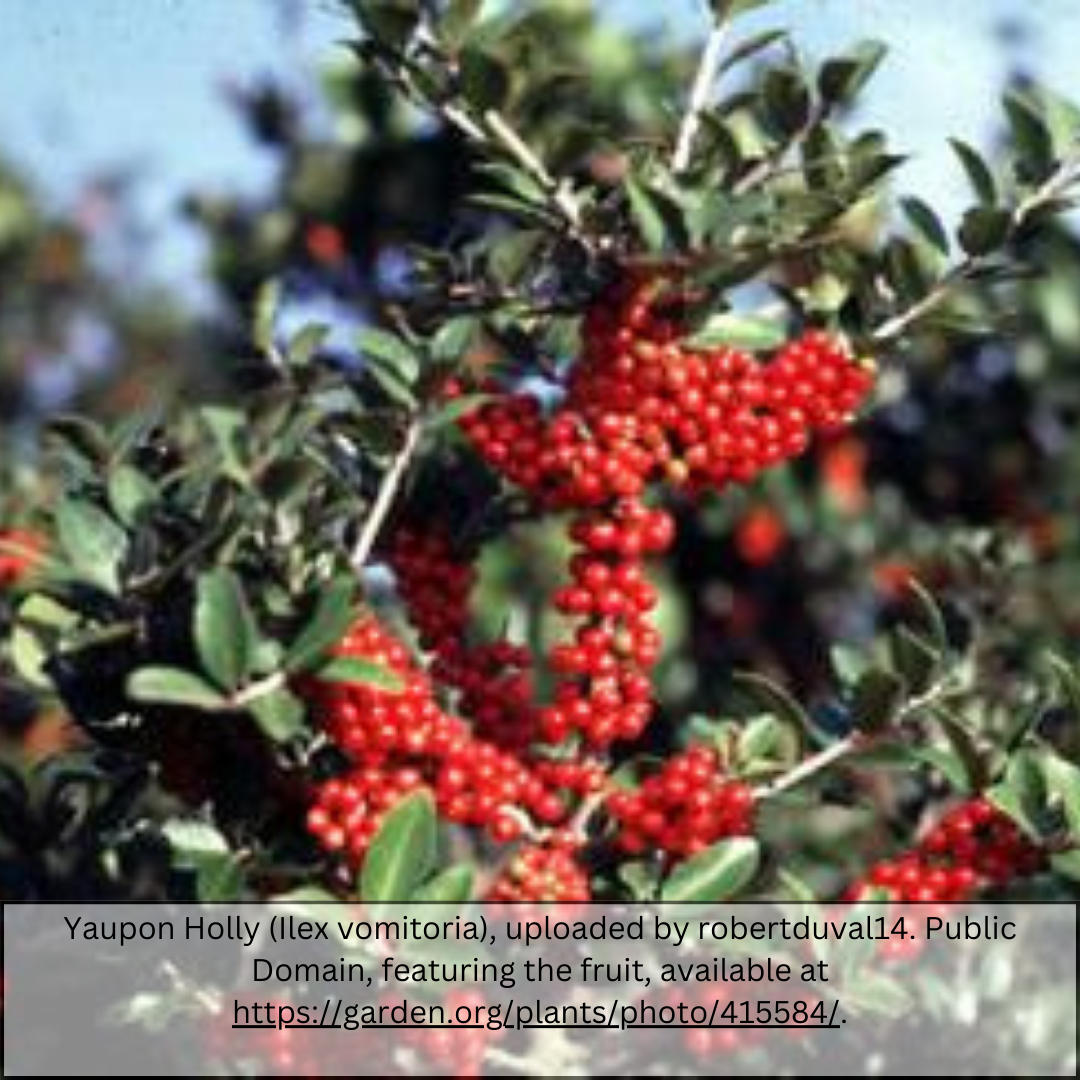 Yaupon Holly (Ilex vomitoria) branches loaded with bright red berries and glossy evergreen leaves — Phoenix, AZ
