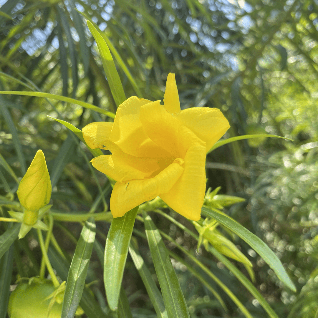 Yellow Oleander bush (Thevetia peruviana) in nursery pot showing full form — Phoenix, AZ