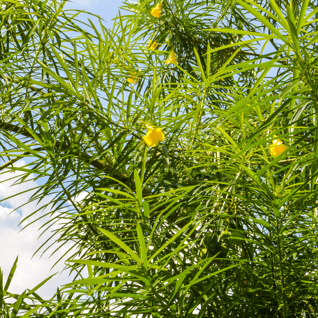 Yellow Oleander Tree (Thevetia peruviana) canopy with vivid yellow trumpet flowers in bloom — Phoenix, AZ