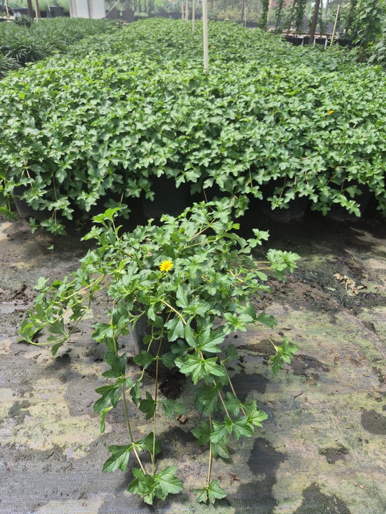 Yellow Dot (Wedelia trilobata) 5-gallon plant in a nursery with rows of vigorous ground cover behind