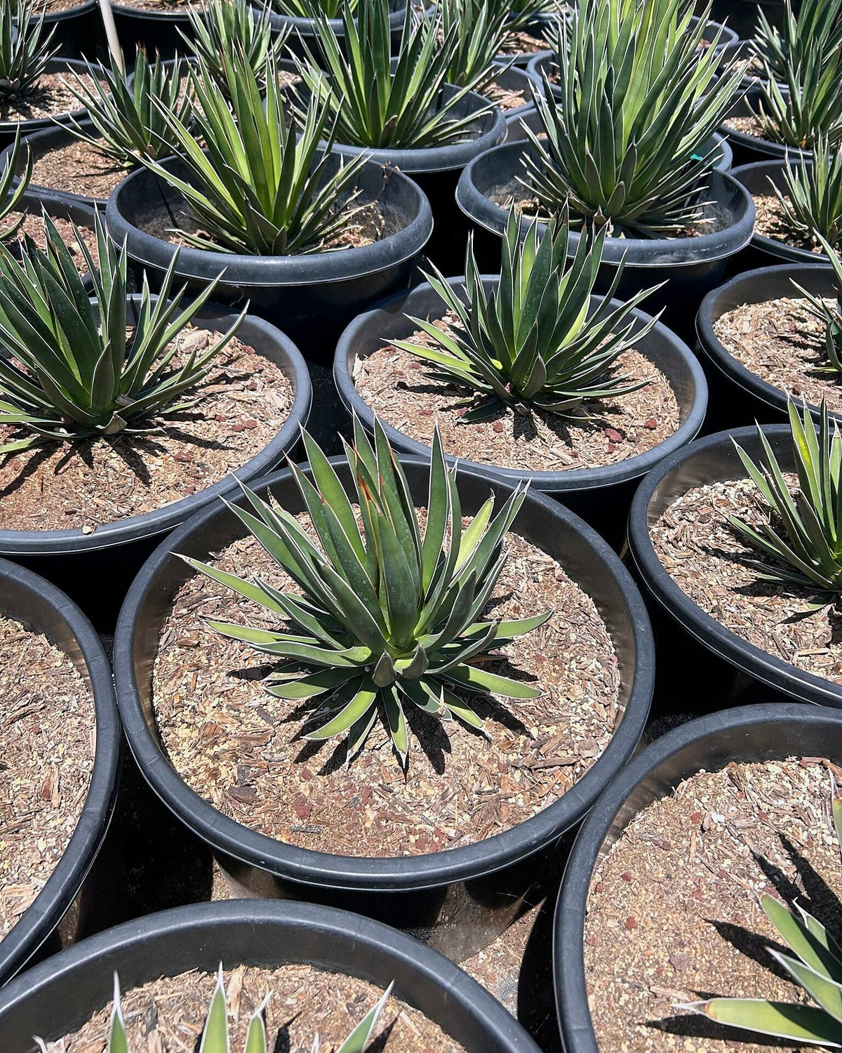 Agave ocahui