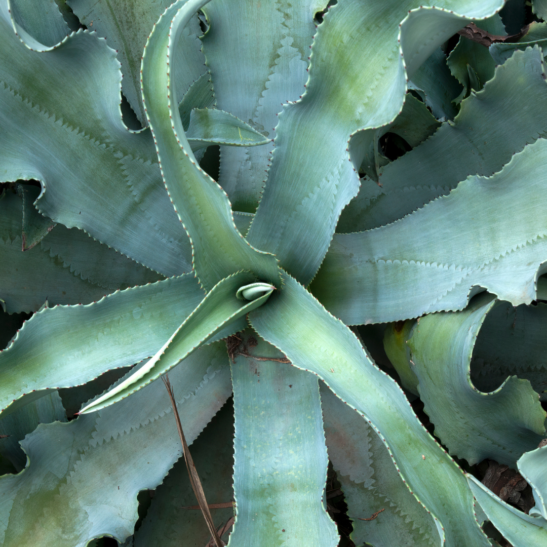 Agave Gypsophila