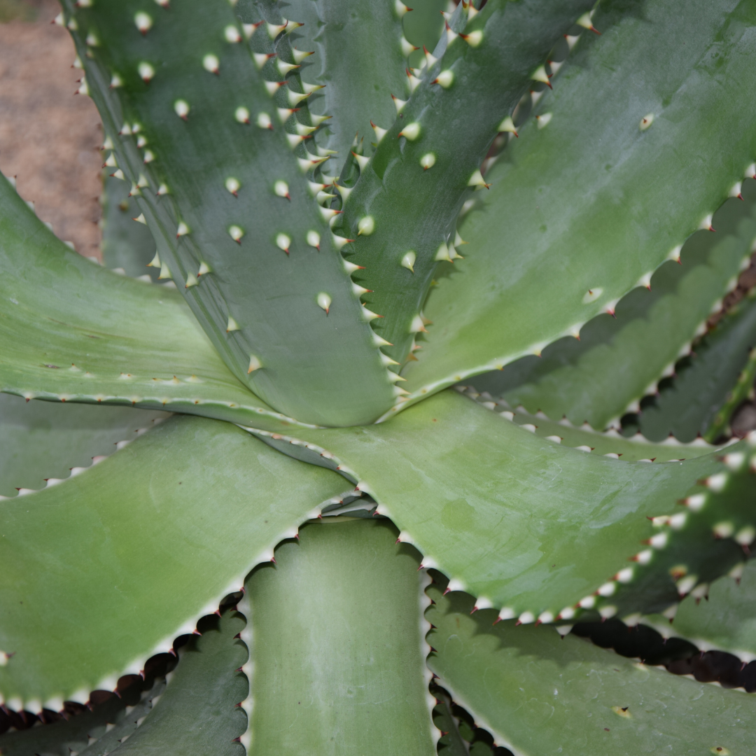 Aloe Aculeata