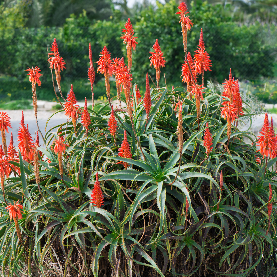 Tree Aloe/Torch Aloe