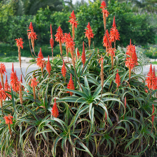 Tree Aloe/Torch Aloe