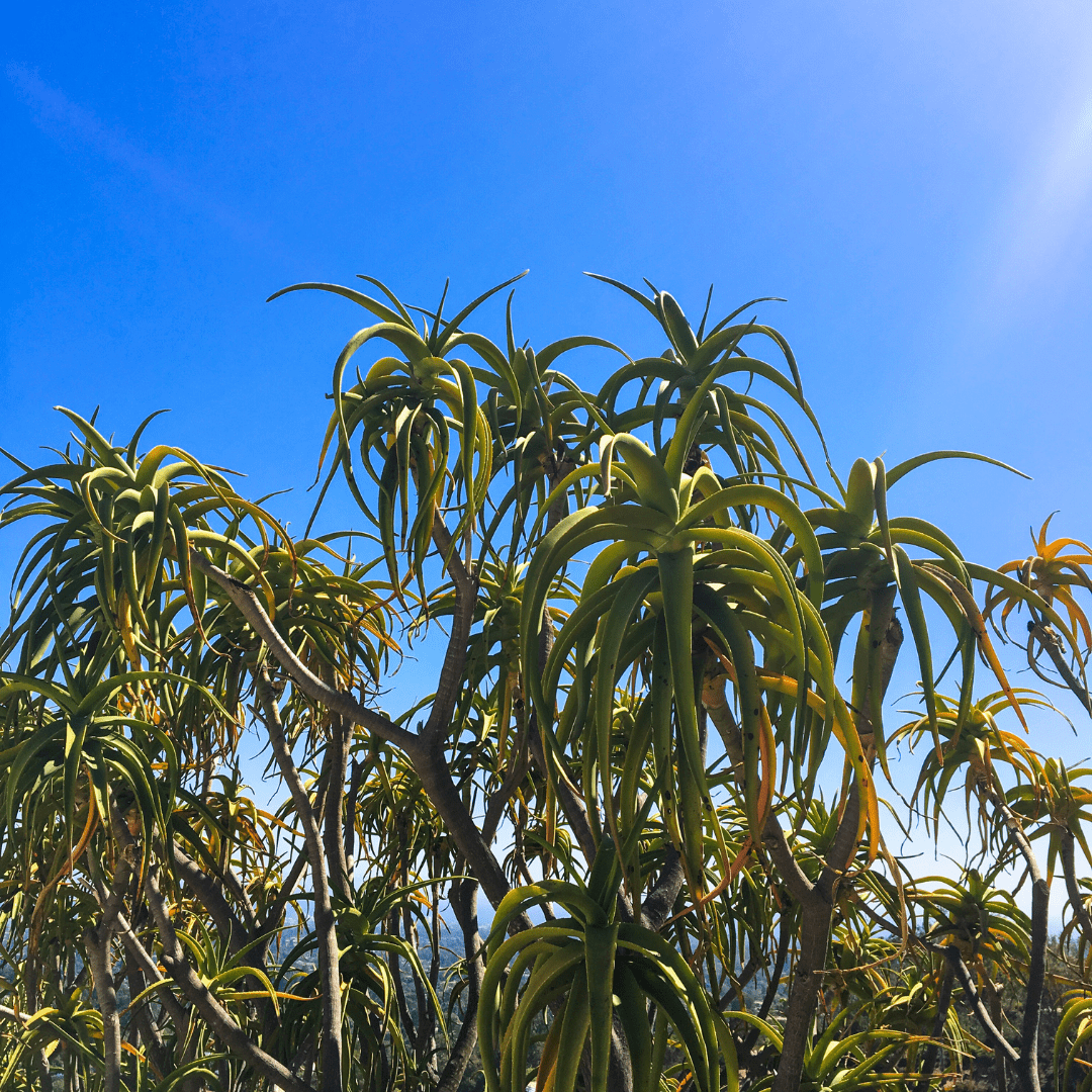 Aloe Banseii (Aloe barberae) mature tree aloe branching canopy against blue sky — Phoenix, AZ