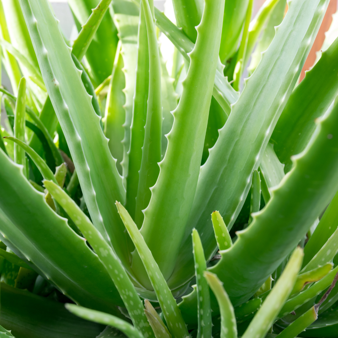 Aloe Vera (Aloe barbadensis) close-up of thick gel-filled leaves with toothed margins — Phoenix, AZ