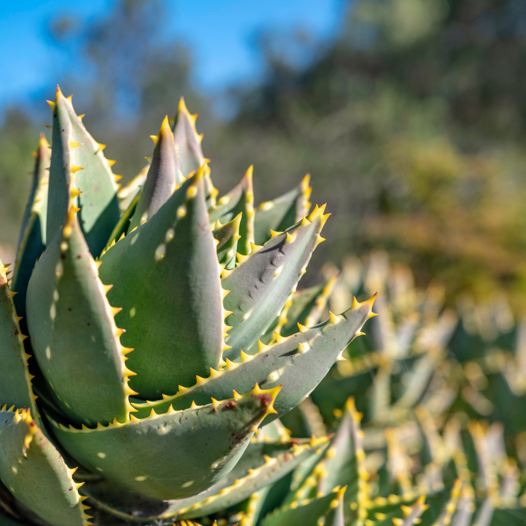 Short Leaf Aloe (Aloe brevifolia) blue-green rosette with white-toothed leaf edges close-up — Phoenix, AZ