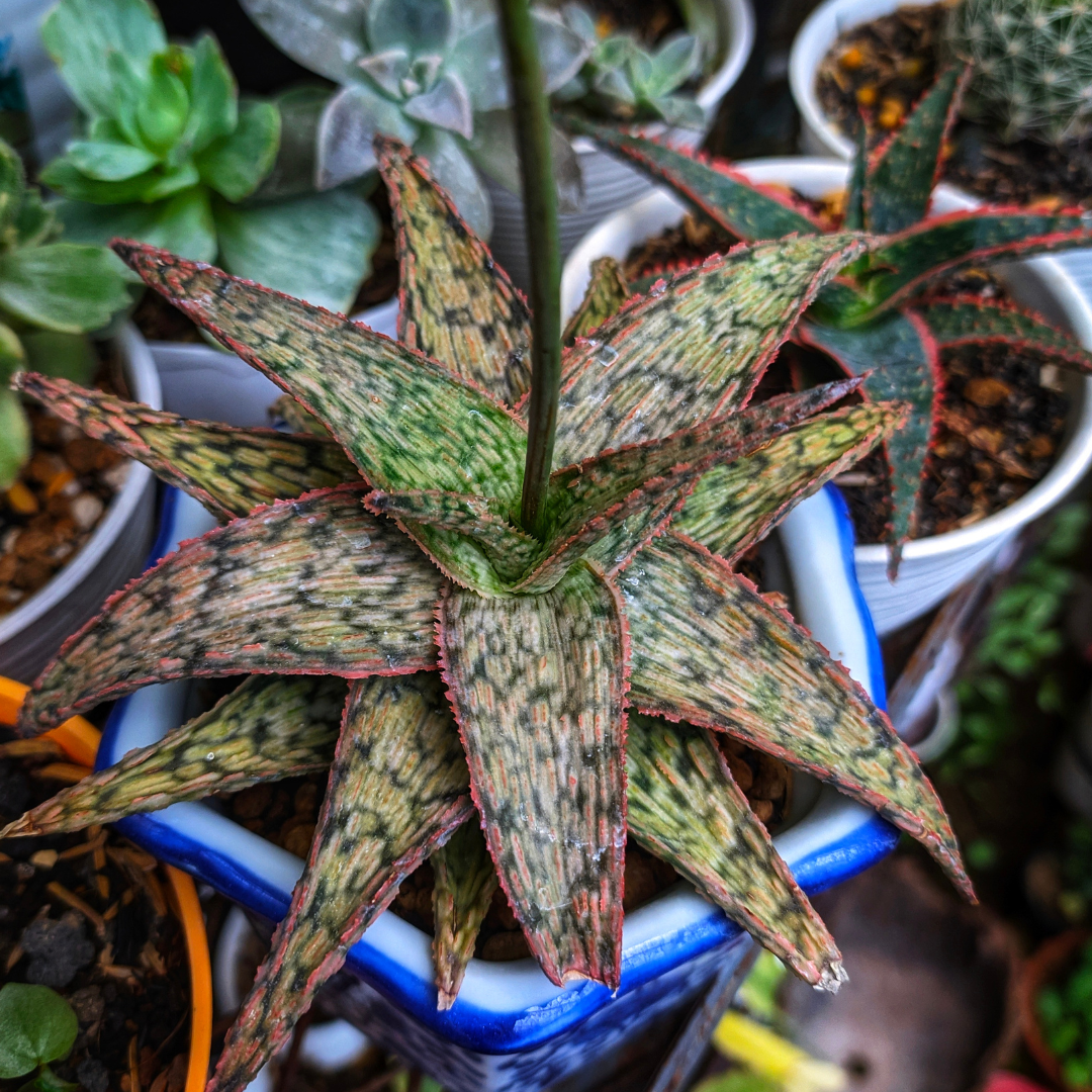 Aloe 'Pink Blush'