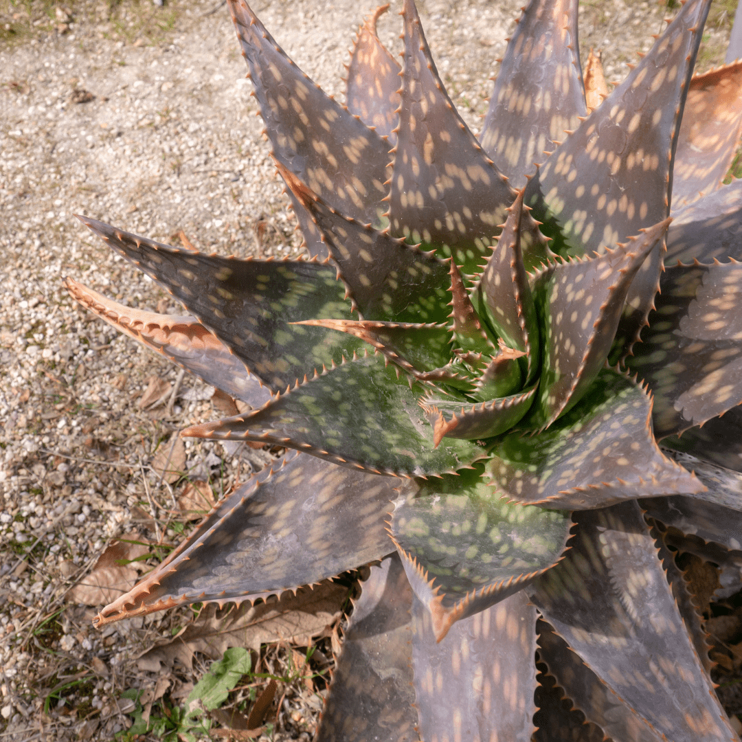 Tiger Aloe (Aloe variegata) compact succulent with striped leaves — Phoenix, AZ