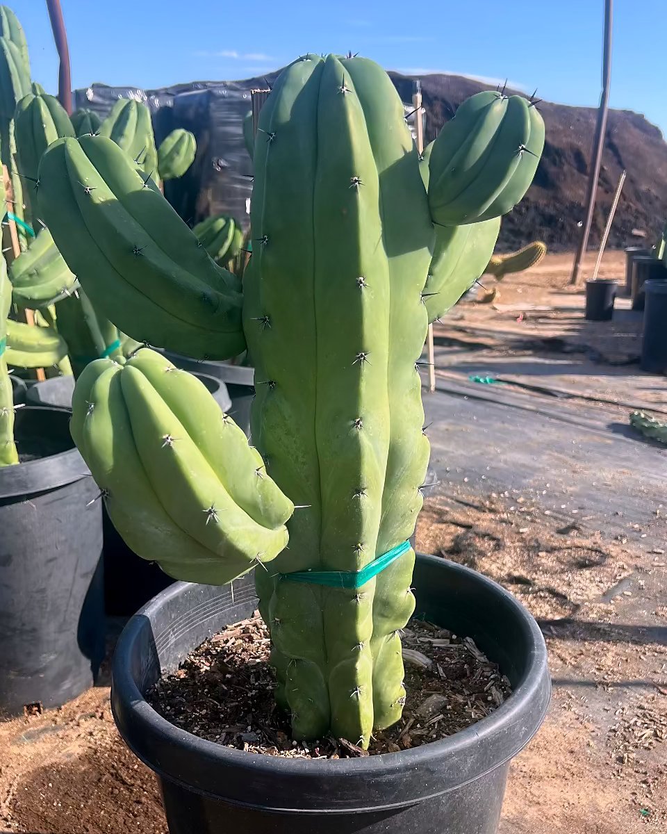 Blue Myrtle Cactus