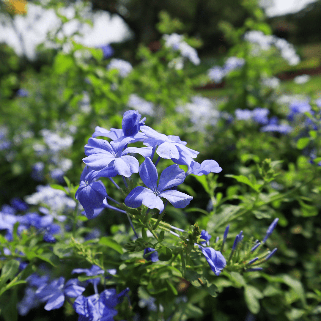 Close-up of Blue Cape Plumbago pale blue blooms (Plumbago auriculata) in full bloom