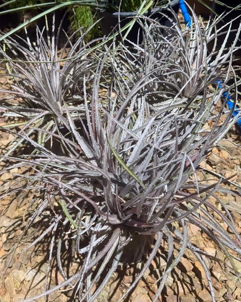 Burgundy Ice Dyckia