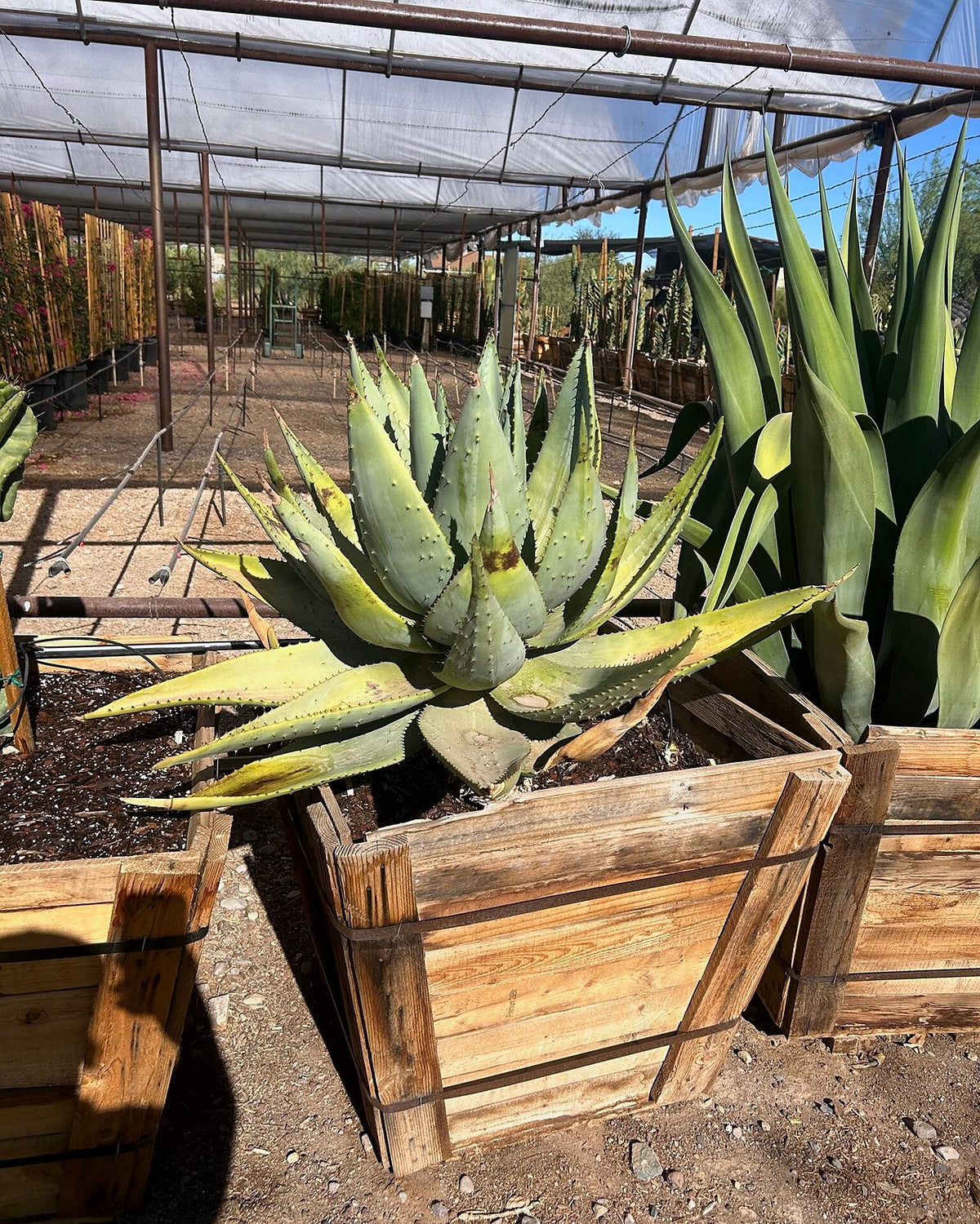 Cape Aloe