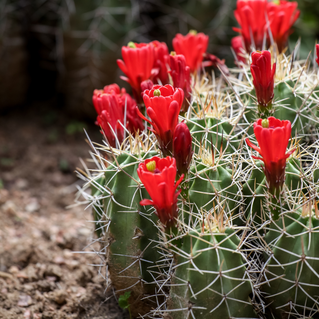 Claret Cup Cactus (Echinocereus triglochidiatus) with vivid red cup-shaped blooms — Phoenix, AZ