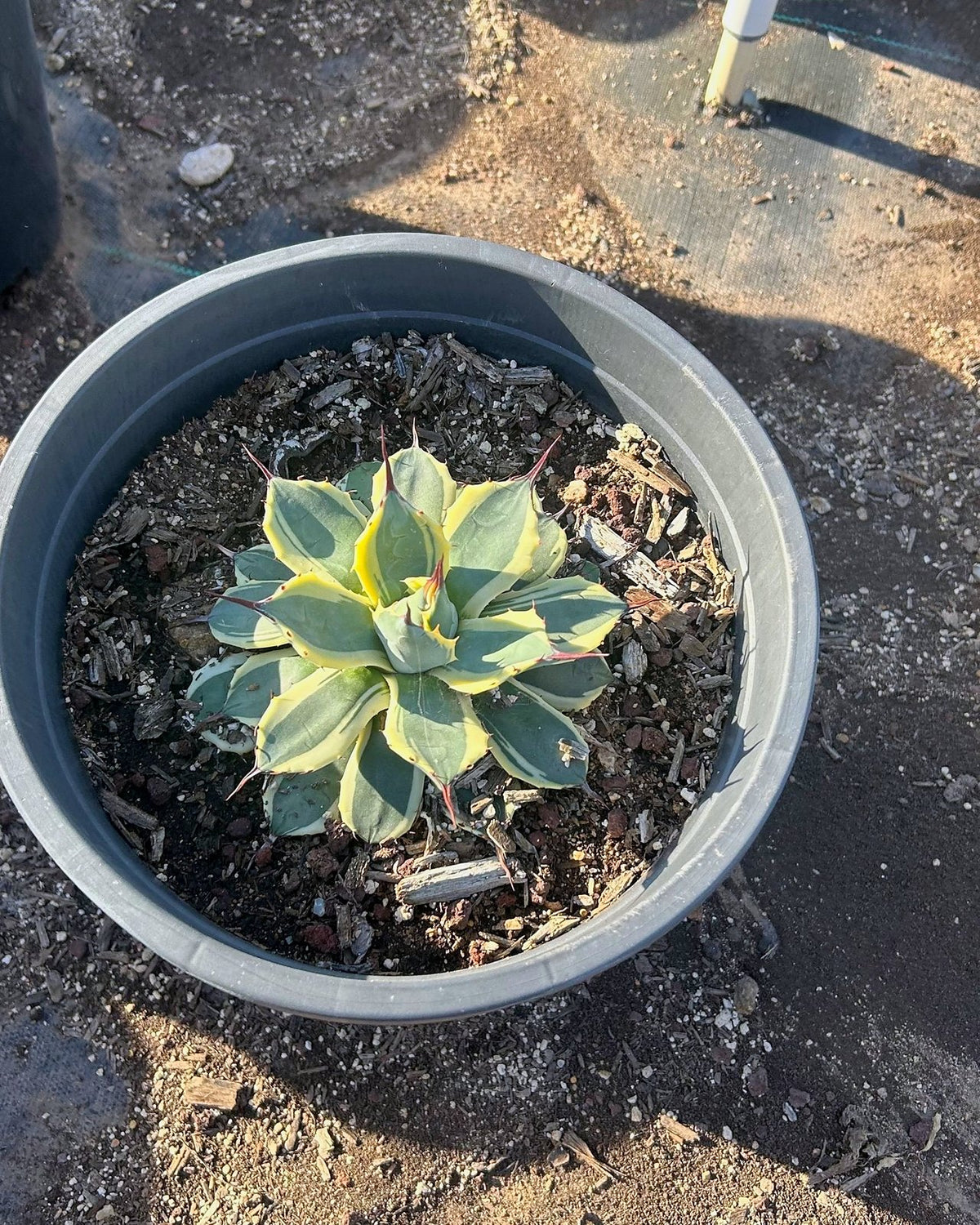 Cream Spike