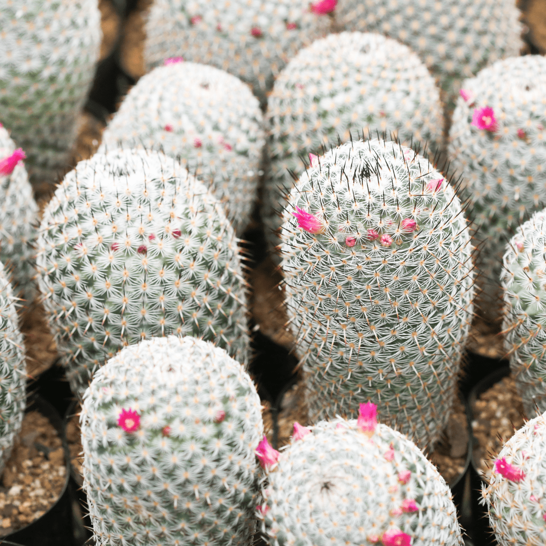 types of pincushion cactus Pincushion Cactus Phoenix, AZ | Mammillaria elongata