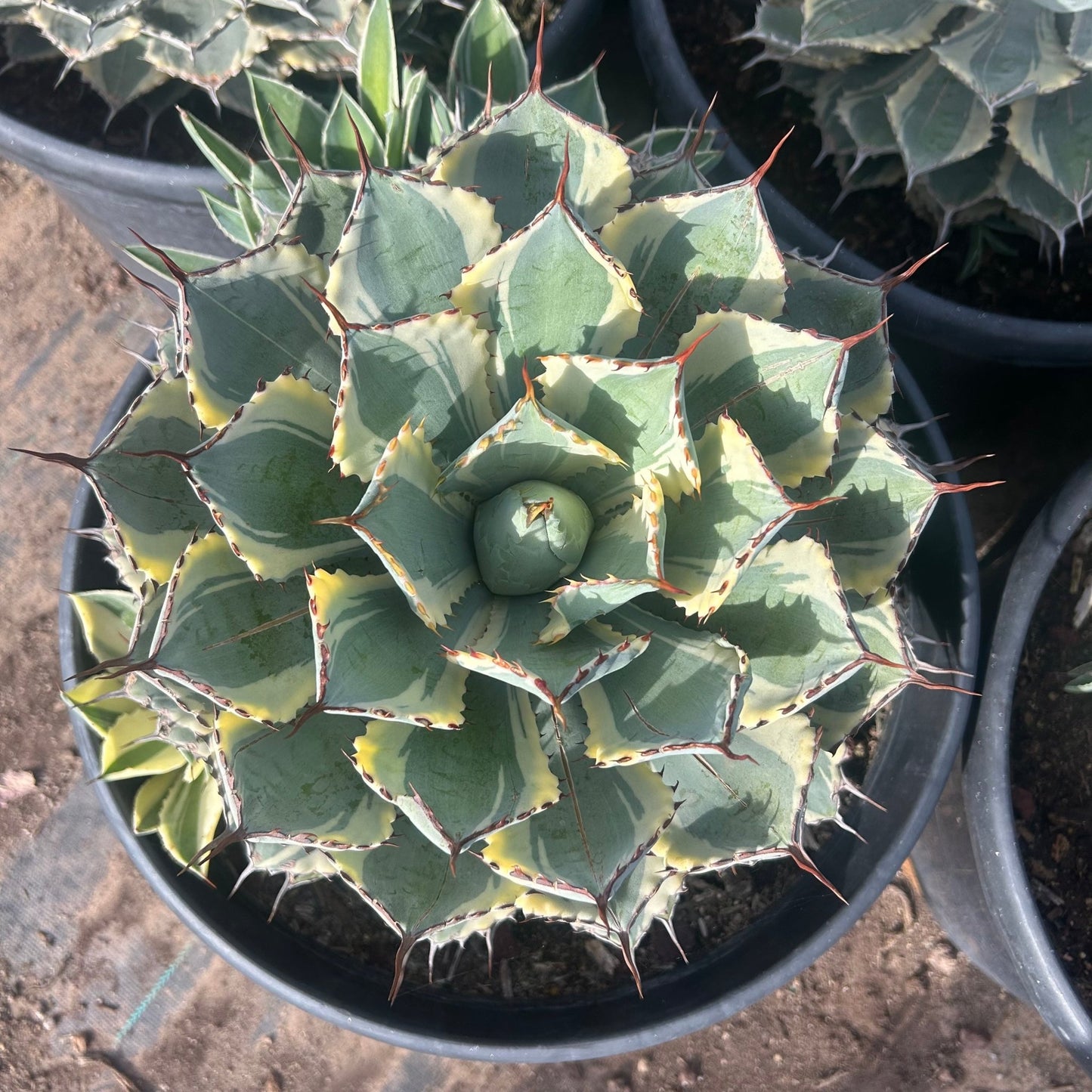 15 gallon Dwarf Butterfly Agave Variegated (Agave potatorum 'Variegata') in nursery pot — Phoenix, AZ