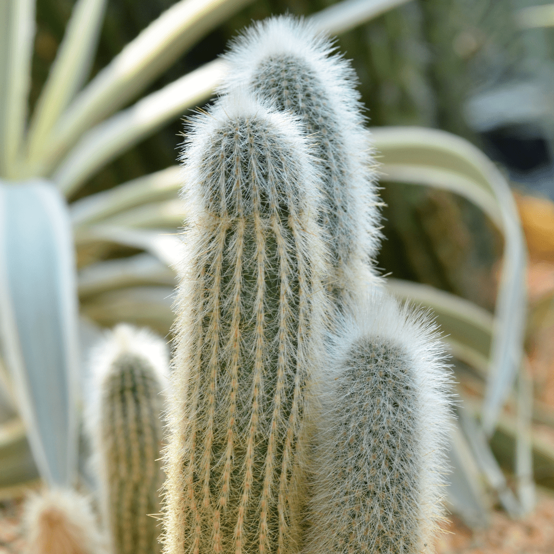 old man prickly pear cactus Buy Peruvian Old Man Phoenix, AZ | Espostoa lanata