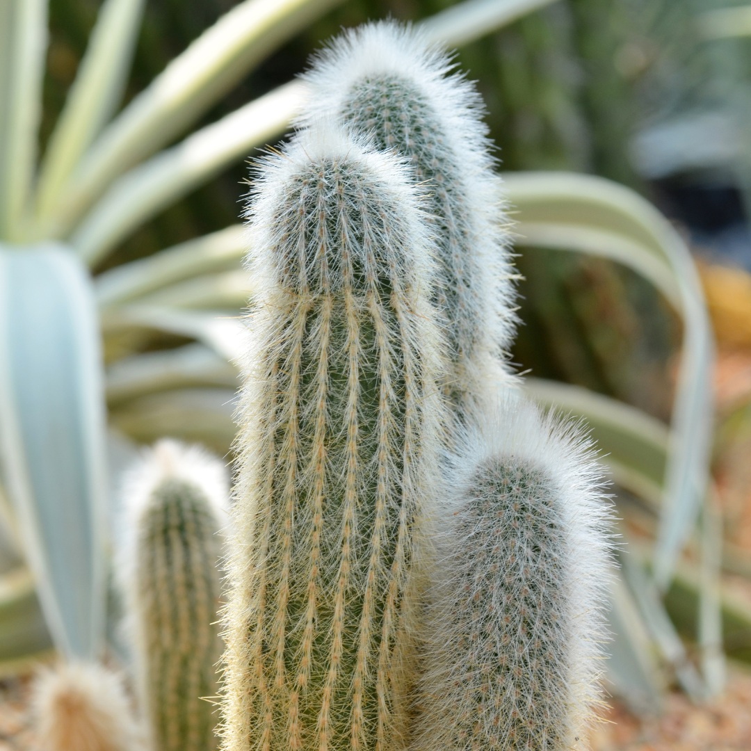 Peruvian Old Man Cactus