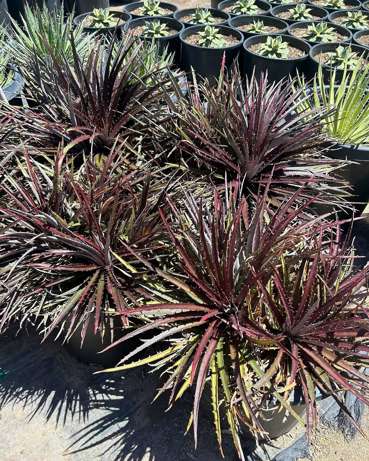 Grape Jelly Dyckia