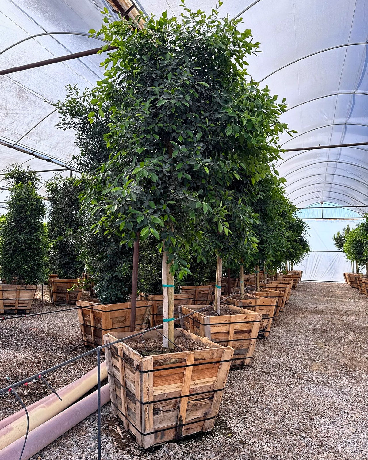 Indian Laurel Ficus Tree