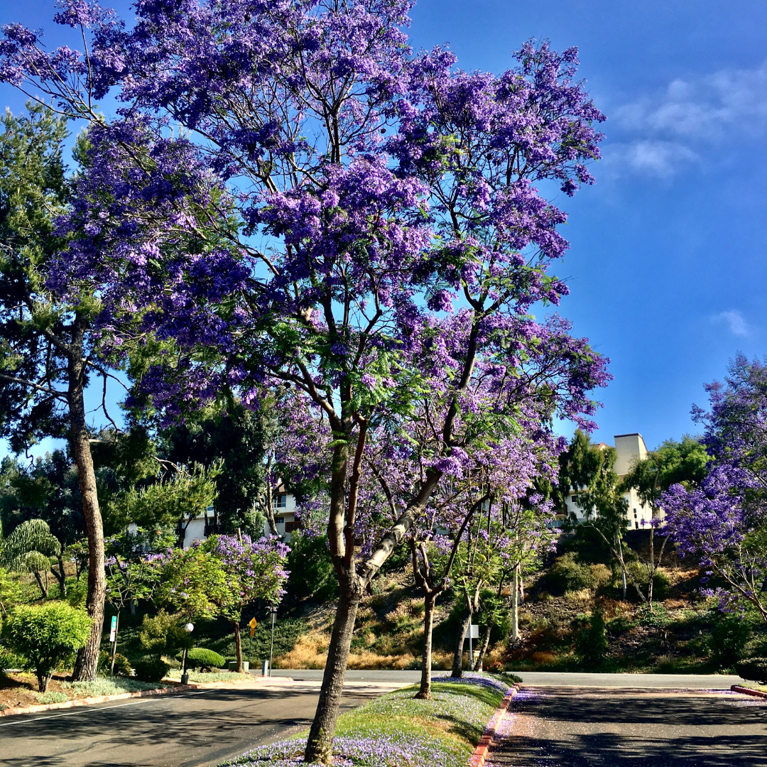 Jacaranda trees in full purple bloom lining a residential street with blue sky background