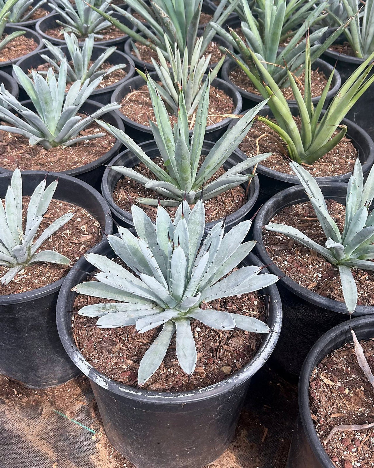 Jet Tip Agave