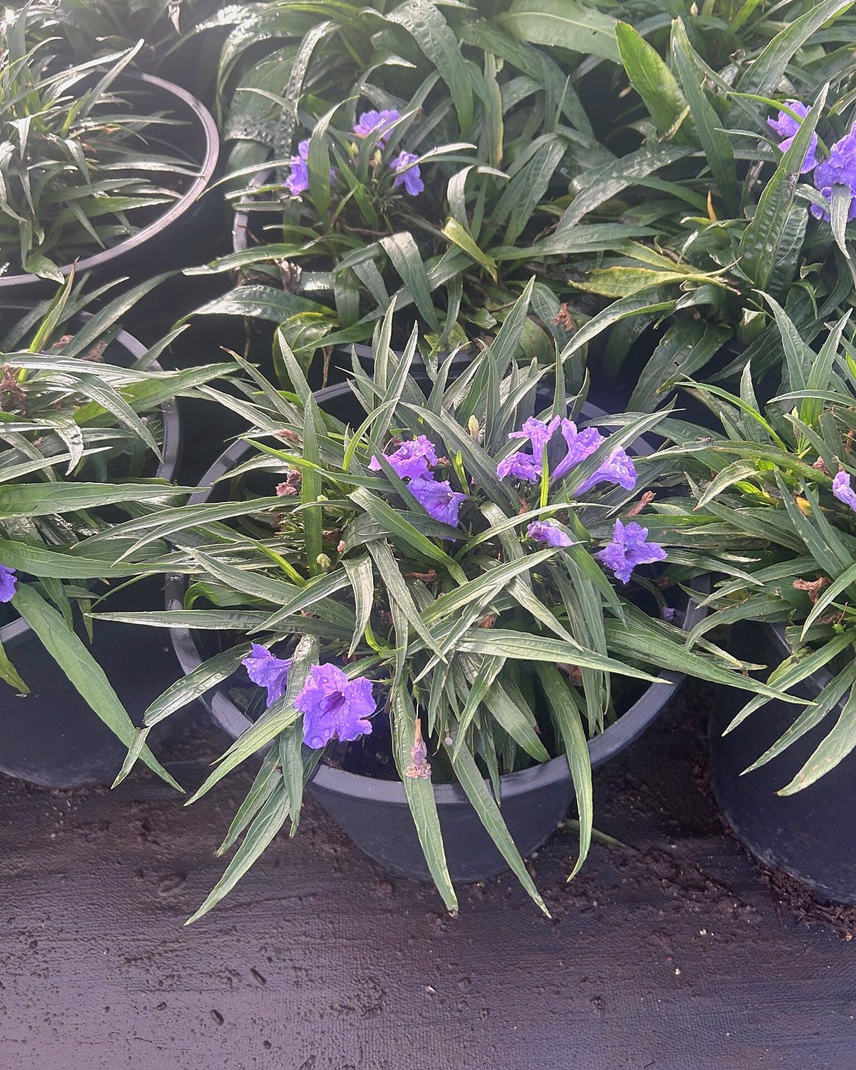 Katie Ruellia Purple