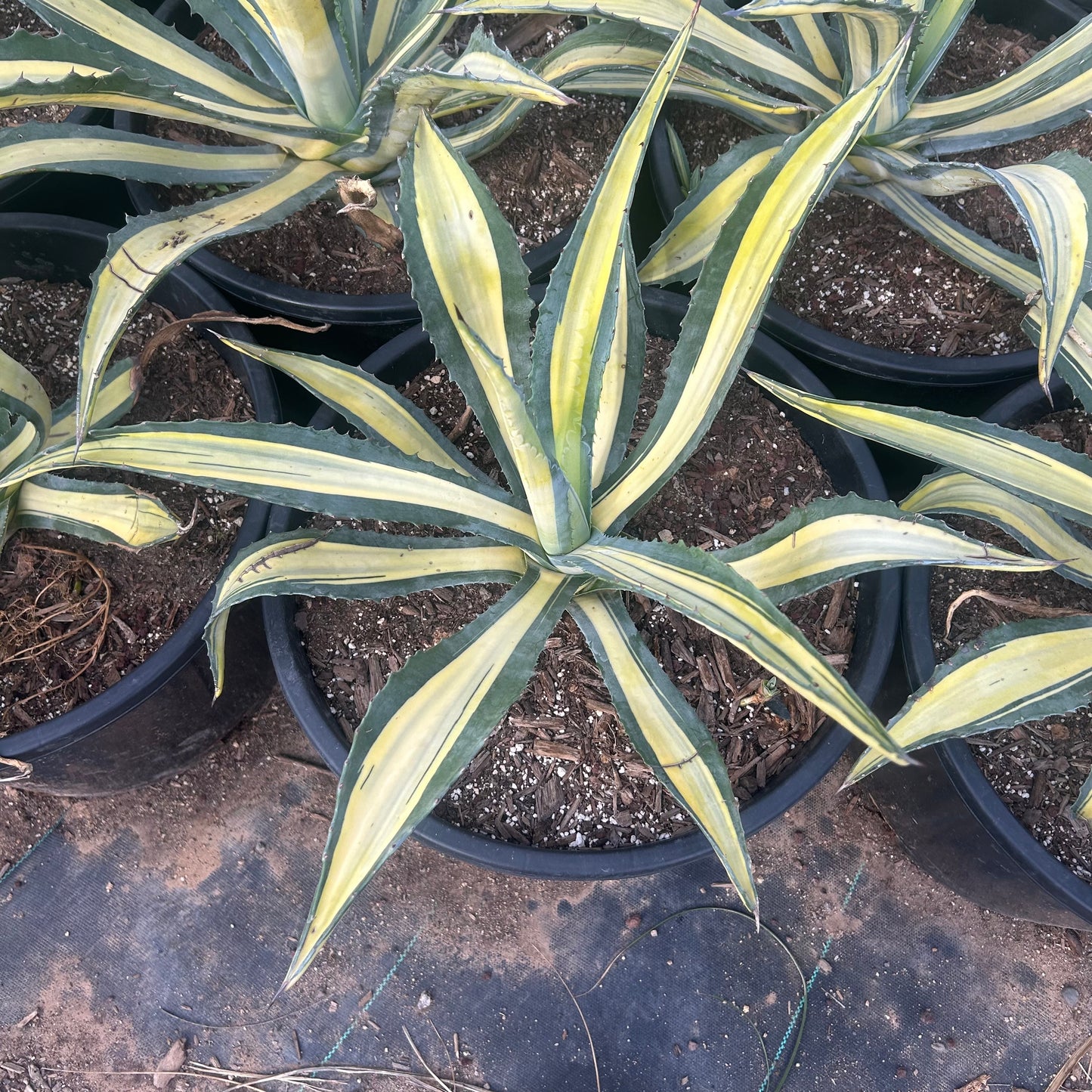 15 gallon Medio Picta Yellow Agave (Agave americana 'Medio Picta Yellow') in nursery pot — Phoenix, AZ