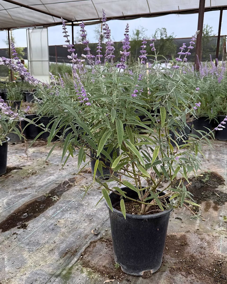 Mexican Bush Sage