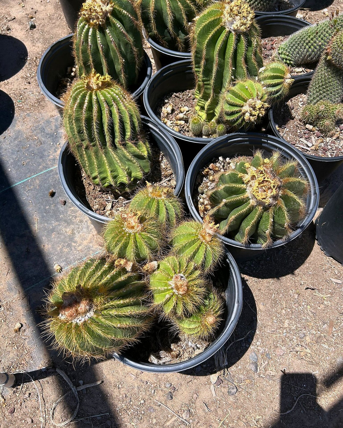 Notocactus claviceps