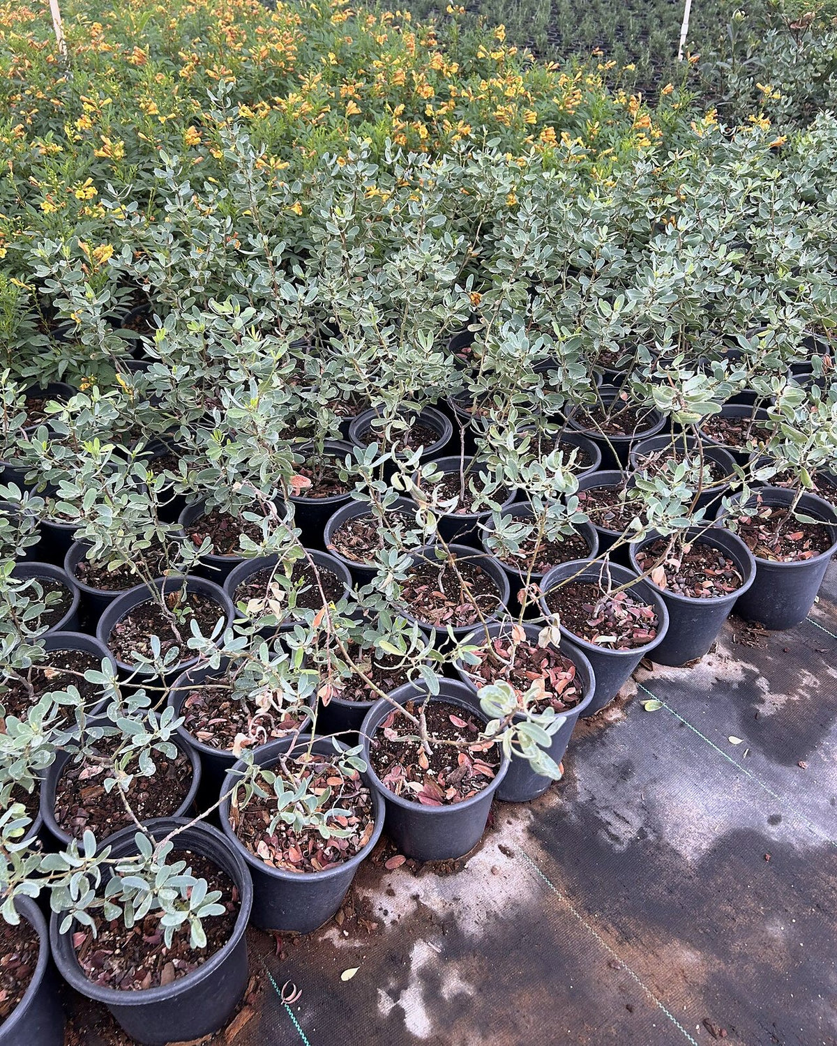 Outback Cassia