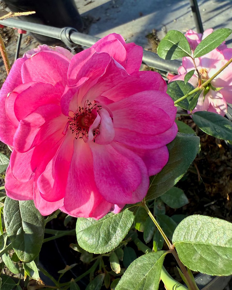 Pink Iceberg Rose