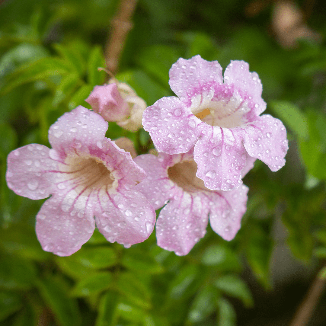Pink Trumpet Vine (Podranea ricasoliana) pink trumpet-shaped flowers close-up — Phoenix, AZ