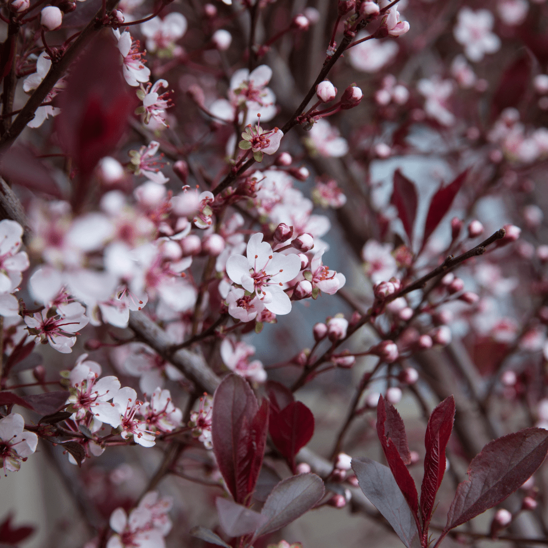 Purple Leaf Plum (Prunus cerasifera) close-up pink-white spring blooms with burgundy leaves — Phoenix, AZ