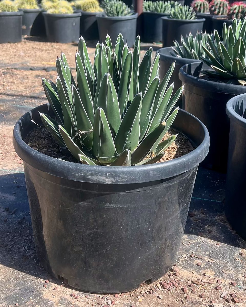 Buy Queen Victoria Agave Phoenix, AZ | Agave victoriae-reginae